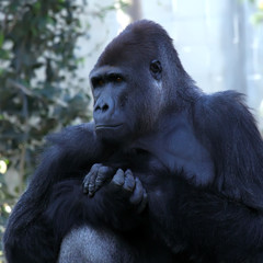  gorilla