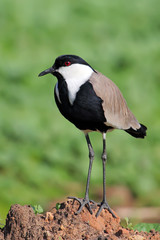lapwing