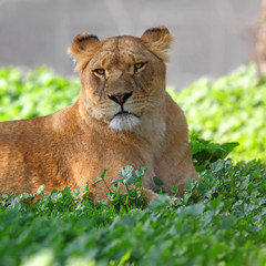  lioness