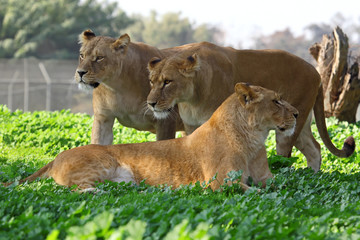 three lionesses on brightly green grass