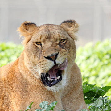 Close Up picture of lioness