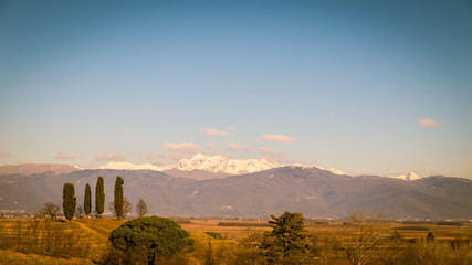 Obraz premium Vineyard in late winter