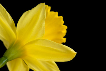 Back of a yellow daffodil on a black background
