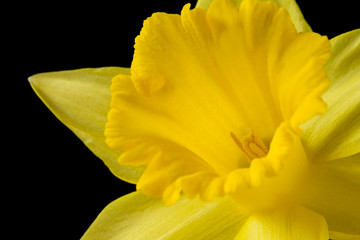 Close up yellow daffodil on a black background