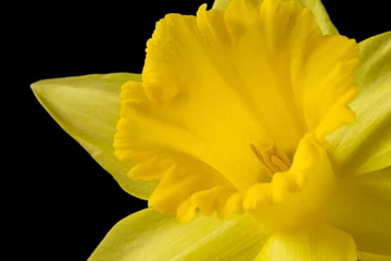 Papier peint photo autocollant rond Narcisse Close up yellow daffodil on a black background