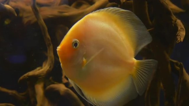 Discuses, Bright Yellow Fish Closeup, Fishes, Among The Water Plants, Metynnis Argenteus