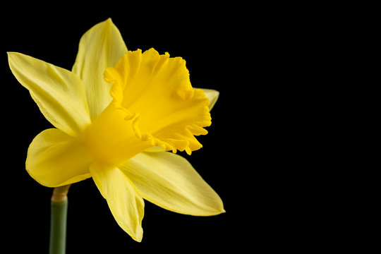 Fototapeta Yellow daffodil on a black background