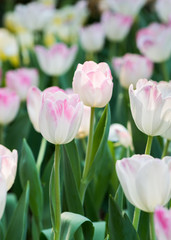 white and pink tulip flower