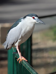 Black-crowned Night Heron (Nycticorax nycticorax) sitting on fence