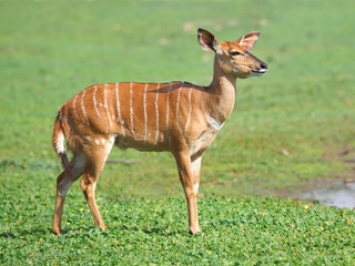 antelope kudu