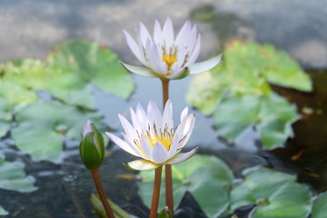 white lotus
