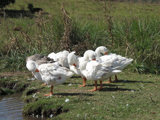 Geese at Lake