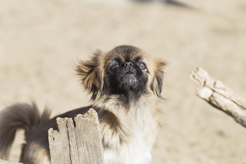 The dog responds to the appearance of a stranger