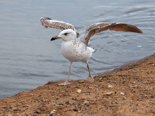 seagull
