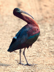 Glossy Ibis