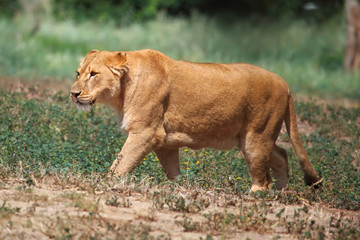 Plakat lioness