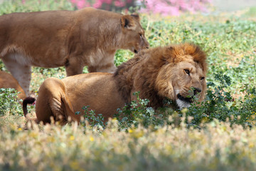male lion