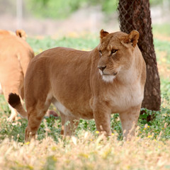 lioness