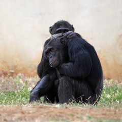 two Chimpanzees