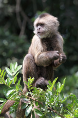 capuchin