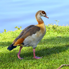 Naklejka premium Egyptian Goose