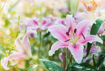 pollen of pink tulip on vintage tone