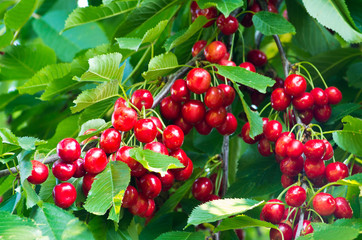 Obraz premium Cherry branch with ripe fruit and leaves.