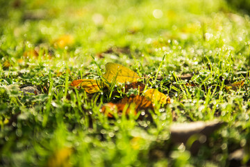 Autumn leaves on the grass covered with dew