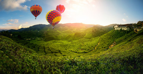 Tea plantation in Cameron highlands, Malaysia
