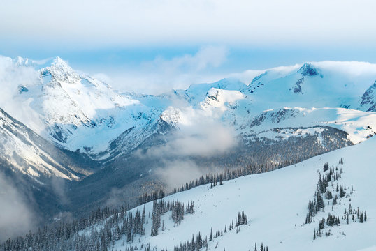 Winter fir trees in mountains