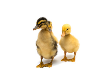 small geese isolated