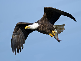 Bald Eagle in Flight with Large Fish