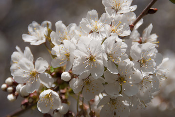 Süßkirschenblüten - Prunus avium