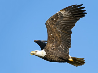 Bald Eagle In Flight