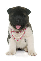 Obraz premium puppy american akita