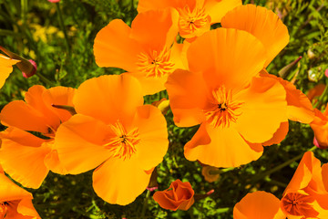 Orange poppies in a summer meadow on sunny day