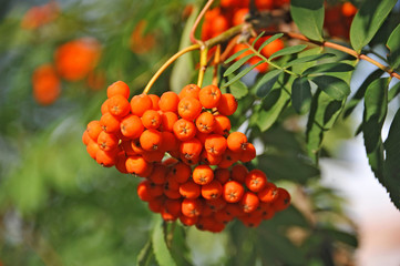 Rowan berries, Mountain ash (Sorbus)