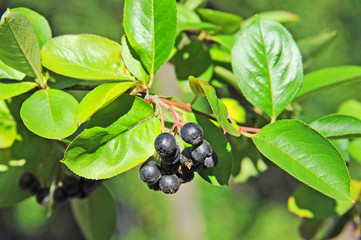 Black ashberry (Aronia melanocarpa)