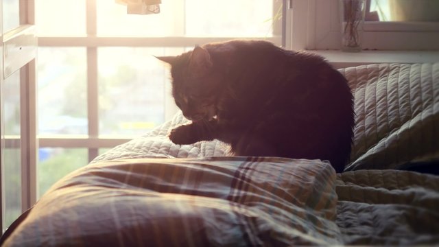 Big Maine Coon cat sitting on the bed at sunlight and washes. 4k