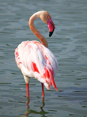 Beautiful Flamingo standing on two feet