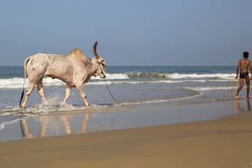  Юноша ведет буйвола по берегу моря