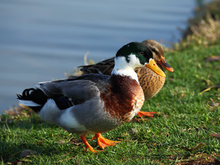 Mallard Duck