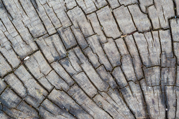 Macro wet wood texture on old city pavement