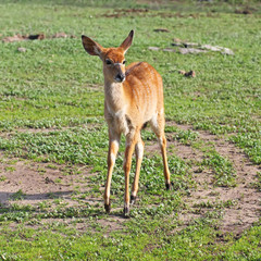 Fototapeta premium Single Kudu (Tragelaphus Strepsiceros) standing in the nature reserve in Israel