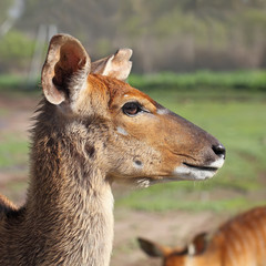 antelope Kudu