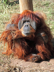 Orangutan in captivity in a zoo,looking in the distance