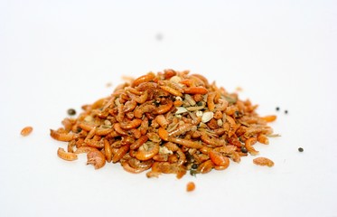 Bachflohkrebse - Gammarus fossarum