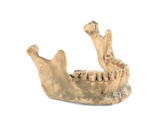Human jaw / Human jaw on white background.