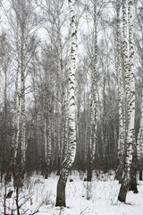 Берёзовый лес зимой