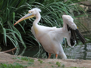 White pelican (Pelecanus onocrotalus) stands on the ground, close-up